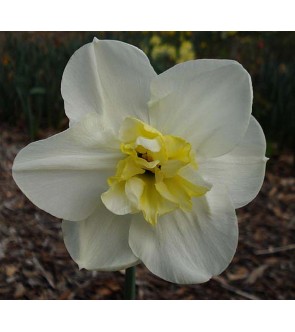 Narciso A Corona Divisa Papillon Blanc