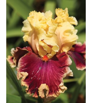 Iris Germanica Decadence