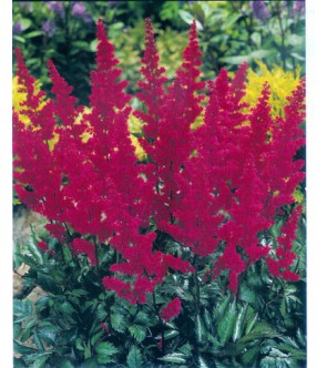 Astilbe Japonica Koln