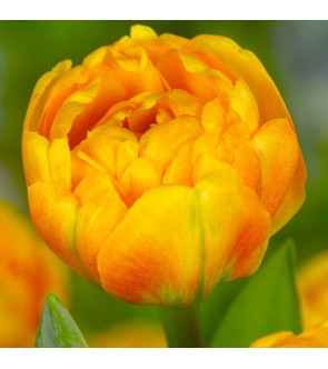 Tulipano doppio Sun Lover