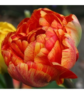 Tulipano doppio Sun Lover
