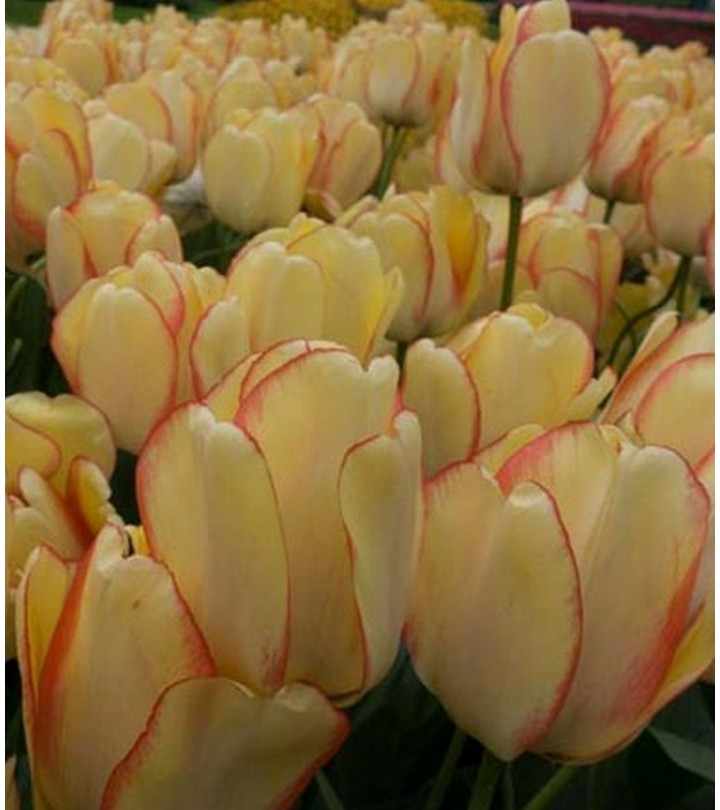 40 36 32 28 24 20 18 16 12 10 8 6 4 Pollici Rulli Trasportatori In Acciaio Inox, 5 Confezioni - Foto 11