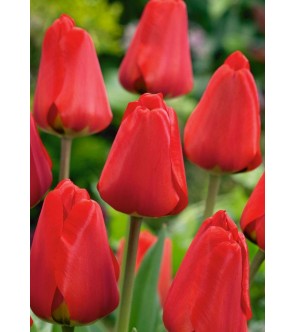 Tulipano Perenne Rosso 1