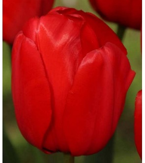 Tulipano Perenne Rosso 2