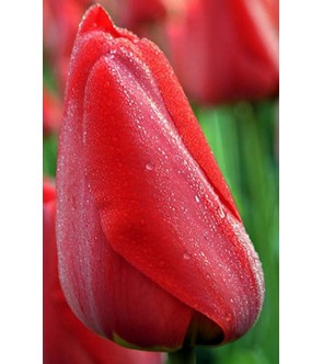 Tulipano Perenne Rosso 2