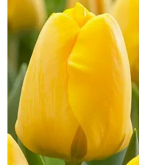 Tulipano Perenne Giallo