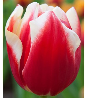 Tulipano Perenne Rosso con Bordo Bianco