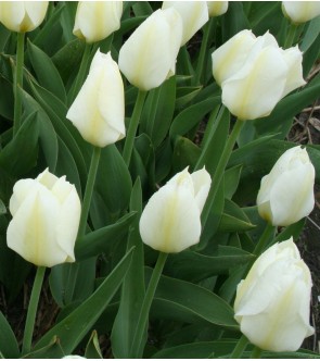 Tulipano Perenne Bianco