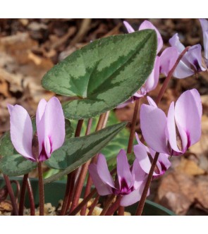 Ciclamino elegans NOVITA'