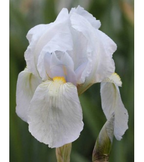 Iris germanica profumato...