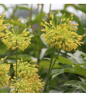 Allium chloranthum Yellow...