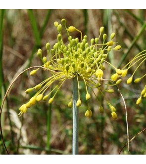 Allium chloranthum Yellow Fantasy