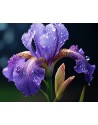 Iris pallida dalmatica
