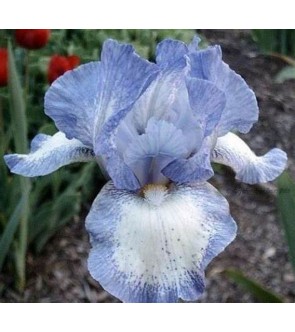 Iris germanica Frothingslosh