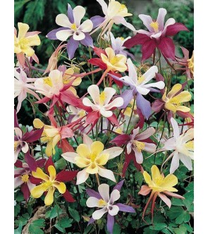 Aquilegia Mckanna Hybrids