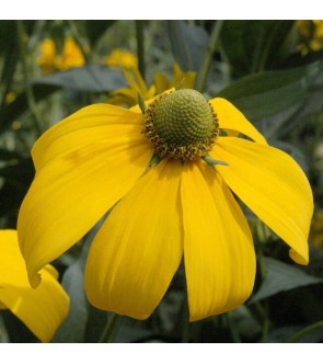 Rudbeckia Nitida Herbstsonne