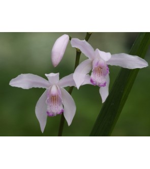 Bletilla striata Kuchibeni...