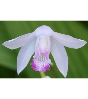 Bletilla striata Kuchibeni IN VASO