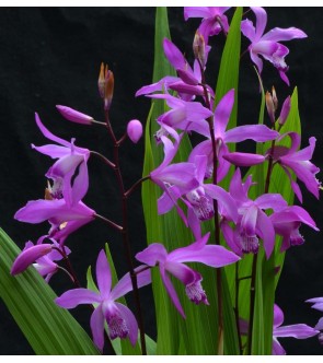 Bletilla striata Marcel...