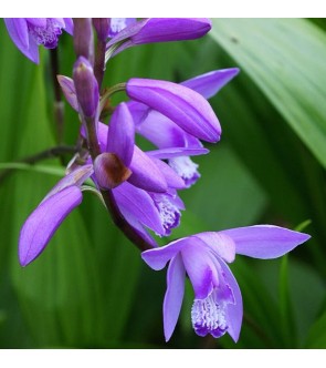 Bletilla striata Shiran in...