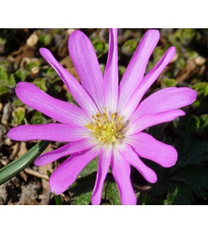 Anemone blanda Charmer