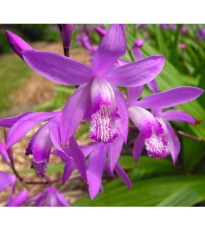 Bletilla striata IN VASO