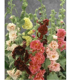 Alcea Doppia Spring...