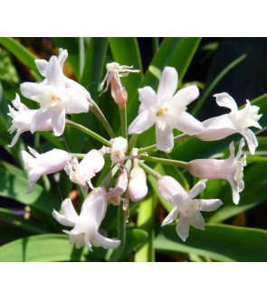 Tulbaghia fragrans alba