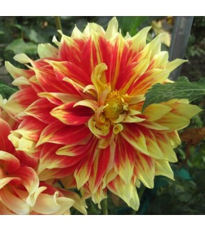 Dalia decorativa Bodacious