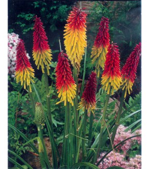 Kniphofia Royal Standard