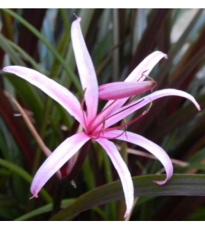 Crinum Menehune NOVITA'