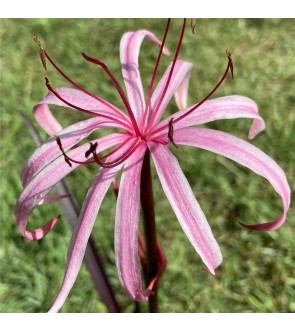 Crinum Menehune NOVITA'