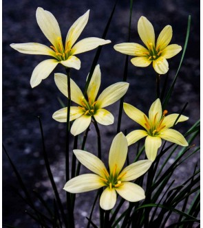 Zephyranthes Balesh NOVITA'