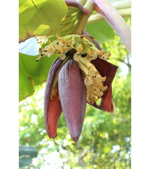 Musa paradisiaca VASO