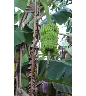 Musa paradisiaca VASO