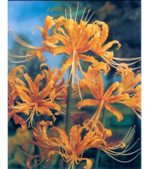 Lycoris Aurea