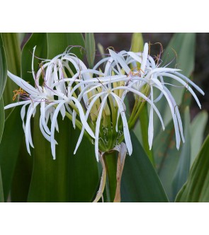 Crinum asiaticun VASO