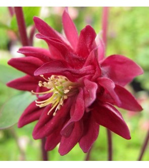 Aquilegia Ruby Port