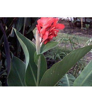 Canna indica Crimson Beauty
