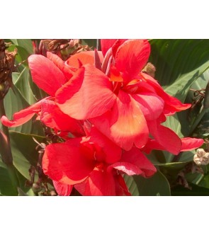 Canna indica Crimson Beauty