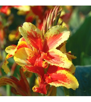 Canna indica Konigin Charlotte