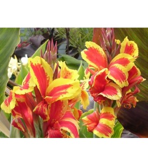 Canna indica Konigin Charlotte