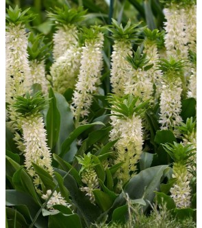 Eucomis Playa Blanca