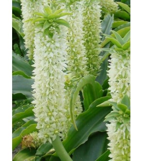 Eucomis Playa Blanca