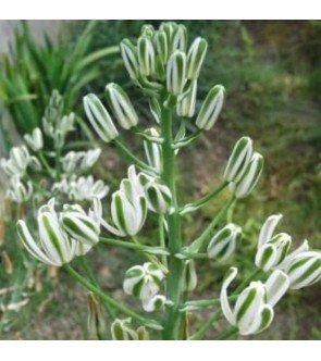 Albuca nelsonii