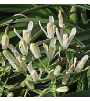 Albuca longipes