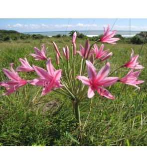 Brunswigia grandiflora