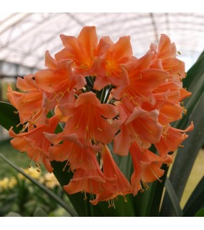 Clivia interspecifica