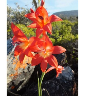 Gladiolus priorii