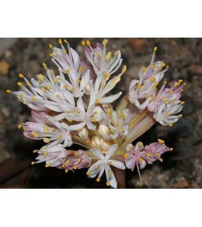 Haemanthus lanceifolius